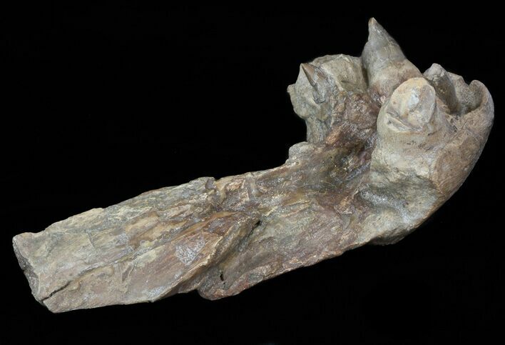 Mosasaur (Platecarpus) Pre-Maxilary With Teeth - Kansas #40414